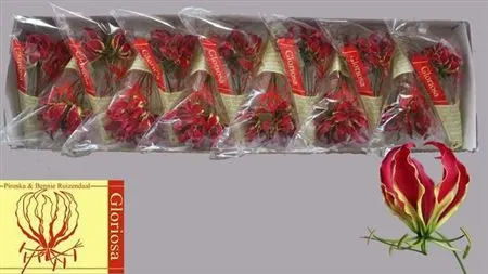 Gloriosa Short 20 cm