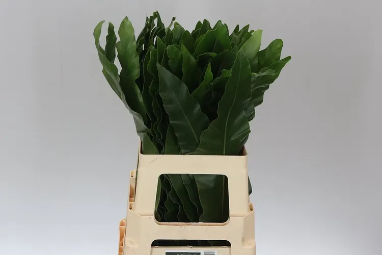 Asplenium Nidus Leaf 60 cm