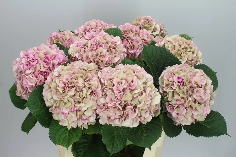 Hydrangea Vienna Classic 80 cm