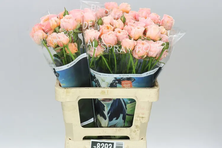 Rosa Tr Keijsers Coral 60 cm