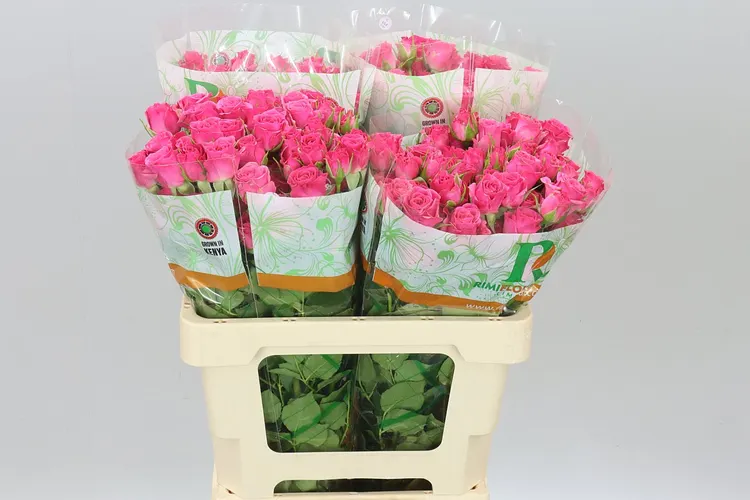 Rosa Tr Lianne 60 cm