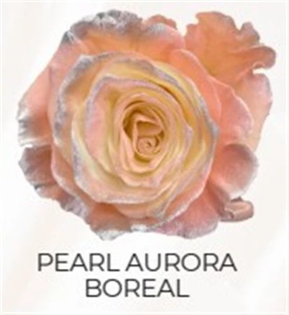Ruža farbená Pearl Aurora Boreal, Ekvádor 50 cm