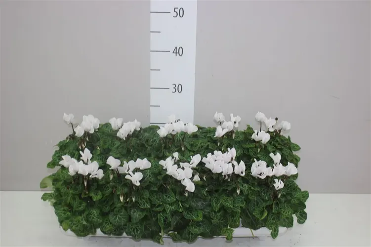 Cyclamen Kl Super Carino Wit črepník 10,5 cm