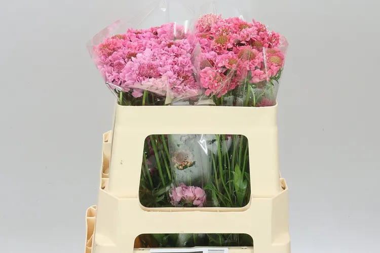 Scabiosa Atr Candy Scoop 55 cm