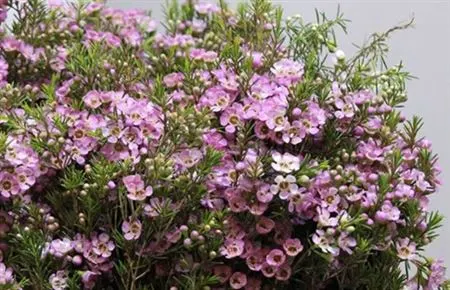 Chame Wax Pink 80 cm