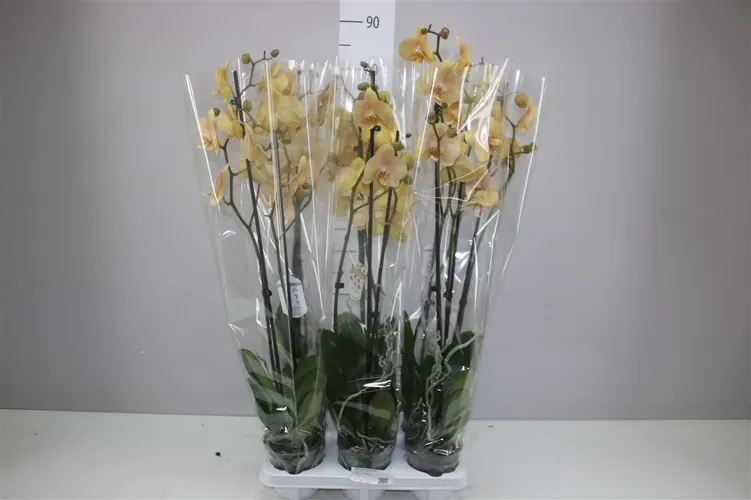 Phal Karina 2 Tak črepník 12 cm