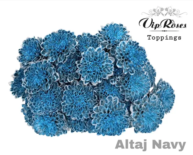 Chryzantéma trsová Altaj Navy 65 cm