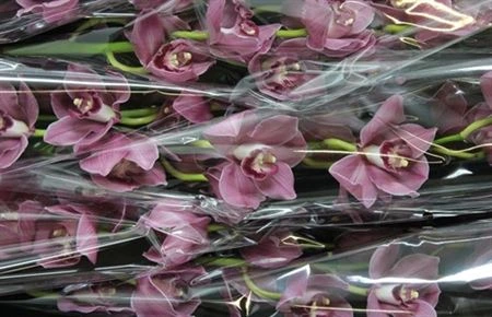 Orchidea Cymbidium veľkokvetá Ov Dark Pink X6 80 cm