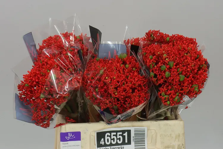 Jatropha Firecracker 35 cm