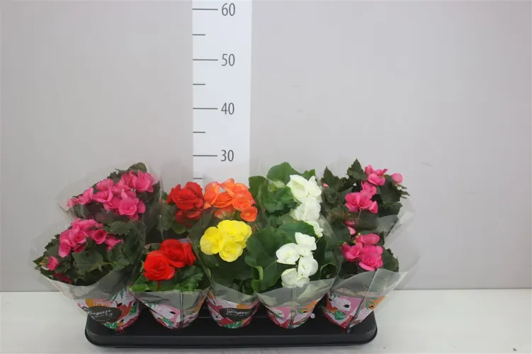 Begónia plnokvetá mix črepník 9 cm
