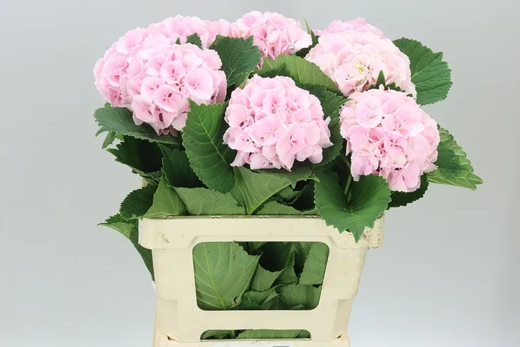 Hyd Lolly Pop Pink Pale 60 cm