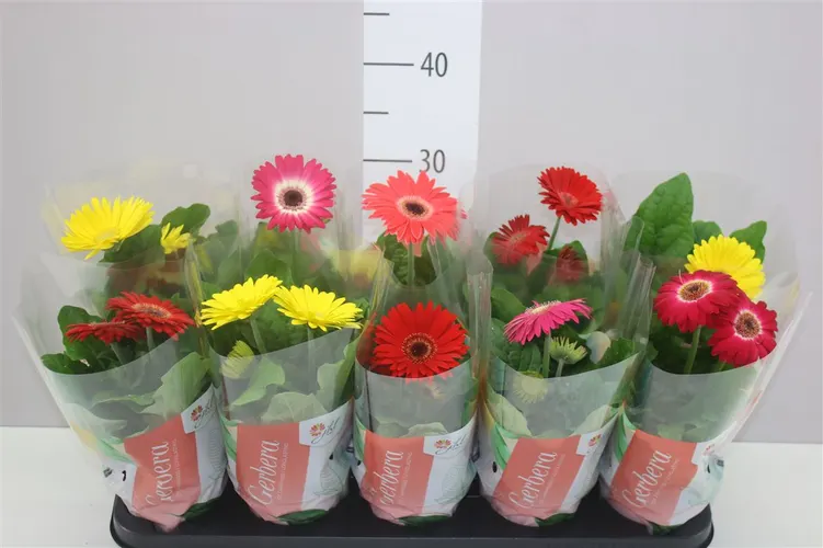 Gerbera C G mix 2+ črepník 12 cm