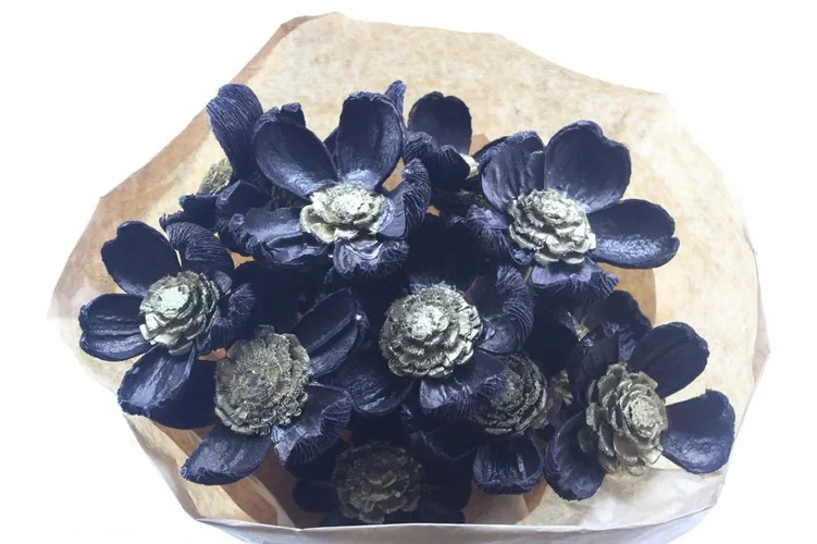 Pineflower Black-gold, sušené