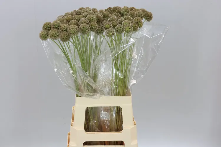 Scabiosa Stellata 70 cm