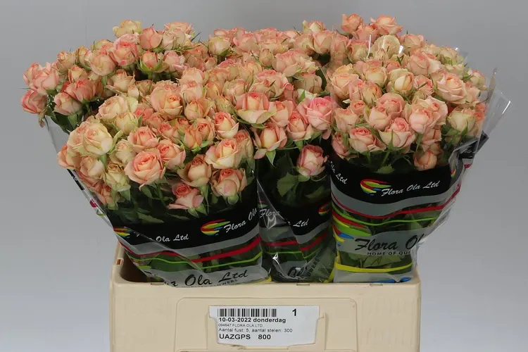 Rosa Tr Azore X5 60 cm