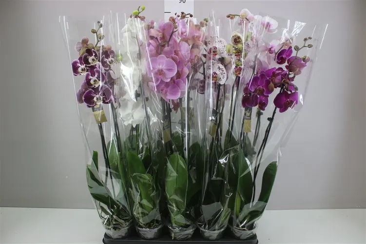 Phal Royal Collection Mix 2 Tak črepník 12 cm