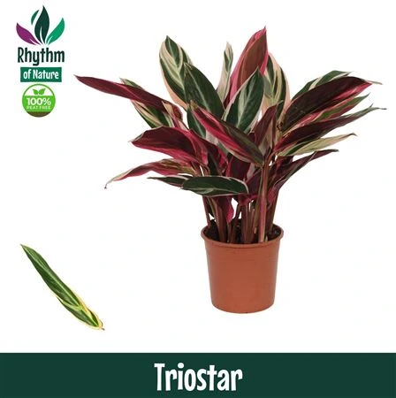 Stromanthe Triostar črepník 14 cm