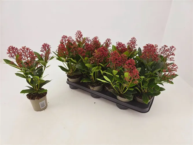 Skimmia Rubella 3-4 črepník 11 cm