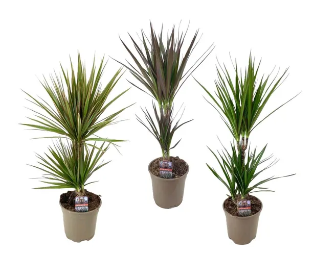 Dracaena Gemengd 30-10 črepník 17 cm