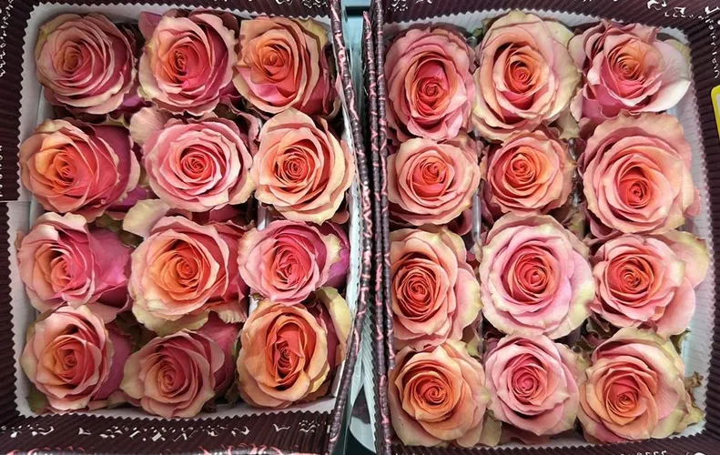 Rosa Gr Ec Happy Nation 40 cm