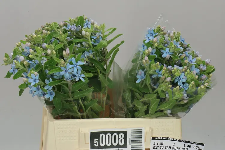 Oxypetalum Coeruleum 40 cm