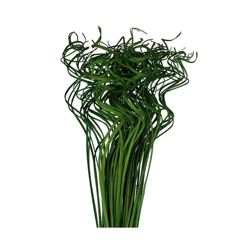 Sušený materiál Curly TingTing zelená 70 cm