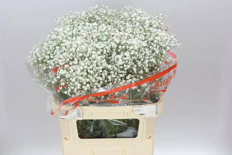 Gypsofila Xlence Klok 80 cm