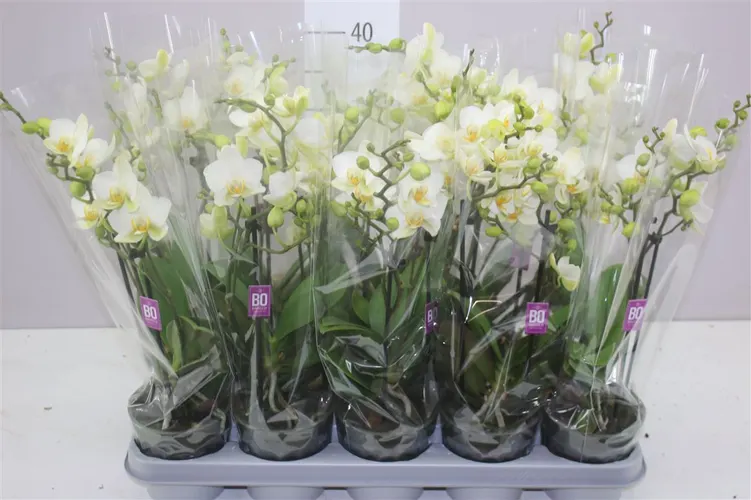 Orchidea Phalaenopsis Mtfl Lausanne, 2 výhony črepník 12 cm