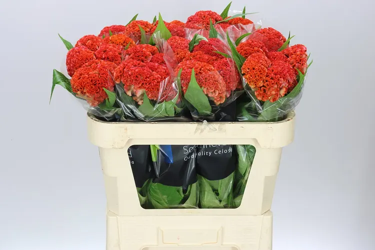 Celosia Reprise Orange 72 cm