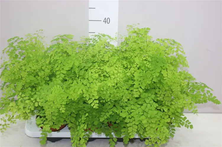 Adiantum Ra Fragrans črepník 12 cm