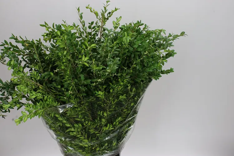 Buxus 65 cm