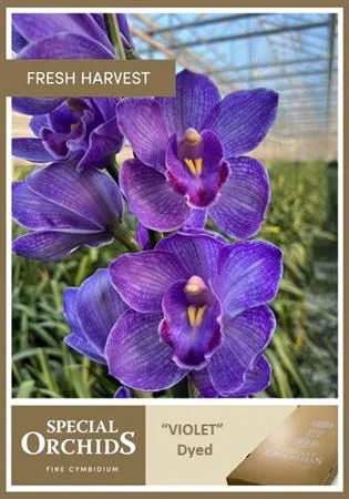 Cymb Dyed Violet X2 80 cm