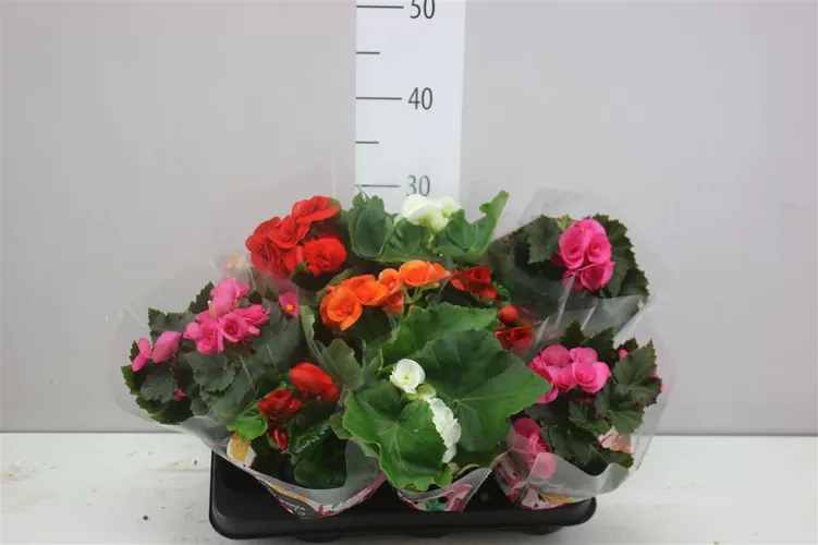 Begónia plnokvetá mix črepník 9 cm