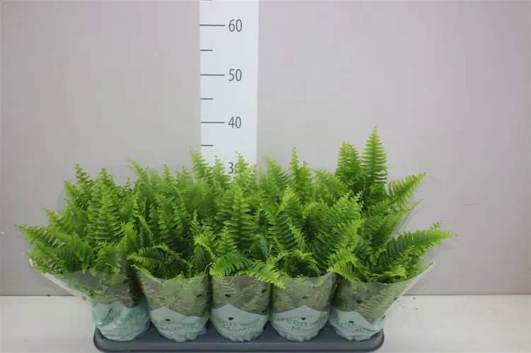 Nephrolepis Green Moment črepník 12 cm