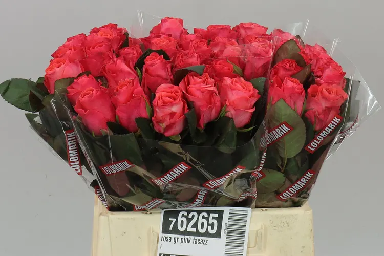 Ruža Pink Tacazzi 40 cm