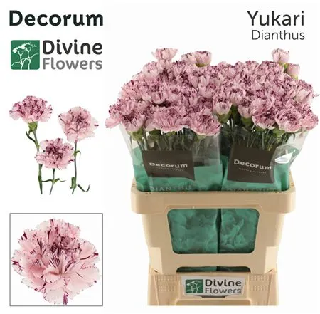 Di St H. Yucari 60 cm