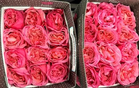 Rosa Gr Ec Get Lucky 40 cm