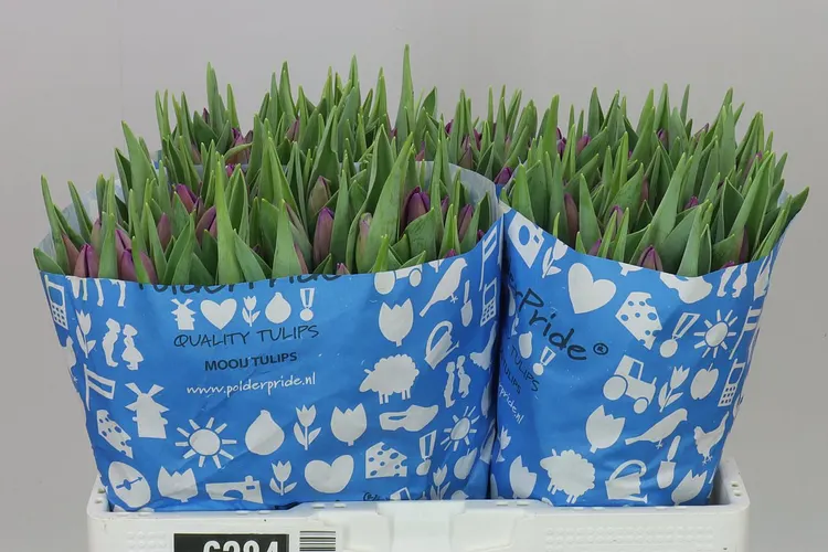 Tulipa En Bullit 40 cm