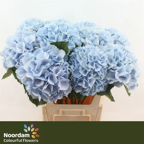 Hyd Verena Blue Pale 80 cm