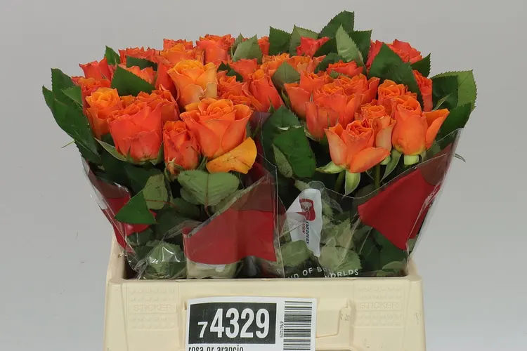 Rosa Gr Arancio 40 cm