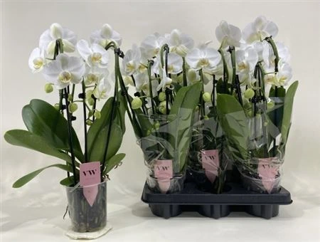Orchidea Phalaenopsis Cascade biela, 3 výhony črepník 12 cm