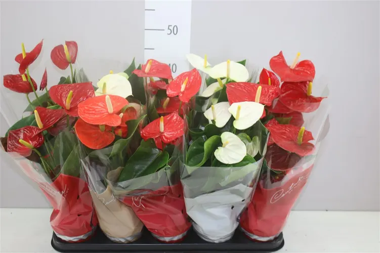Antúrium mix črepník 12 cm