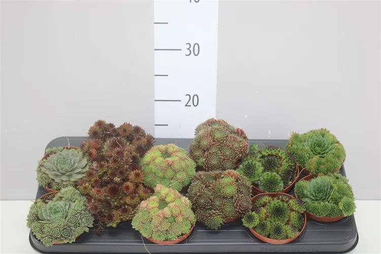 Sempervivum mix črepník 10,5 cm