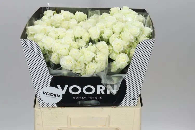 Rosa Tr Wedding Party 60 cm
