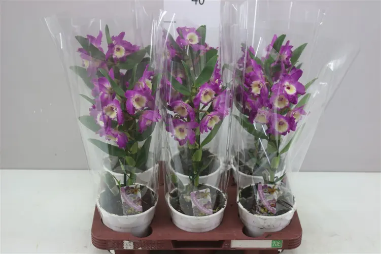 Orchidea Dendrobium Nobilee Lila 3+, 1 výhon črepník 12 cm