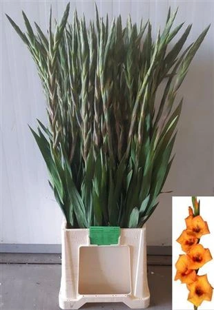 Gladioly (Gladiolus)