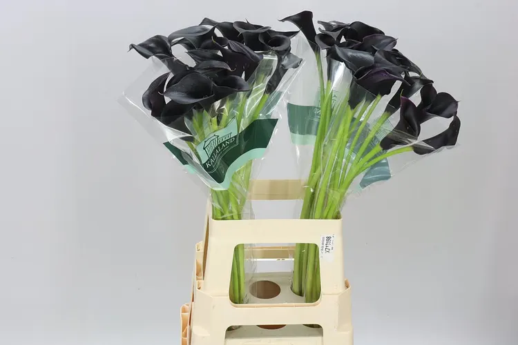 Kala Cantor 70 cm