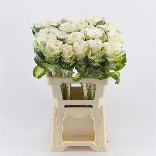 Brassica Painted White 60 cm