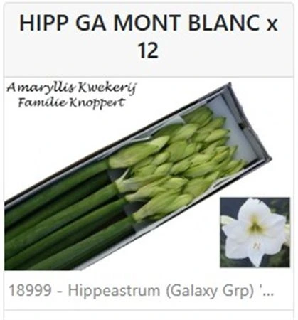Amarylis Mont Blanc 80 cm
