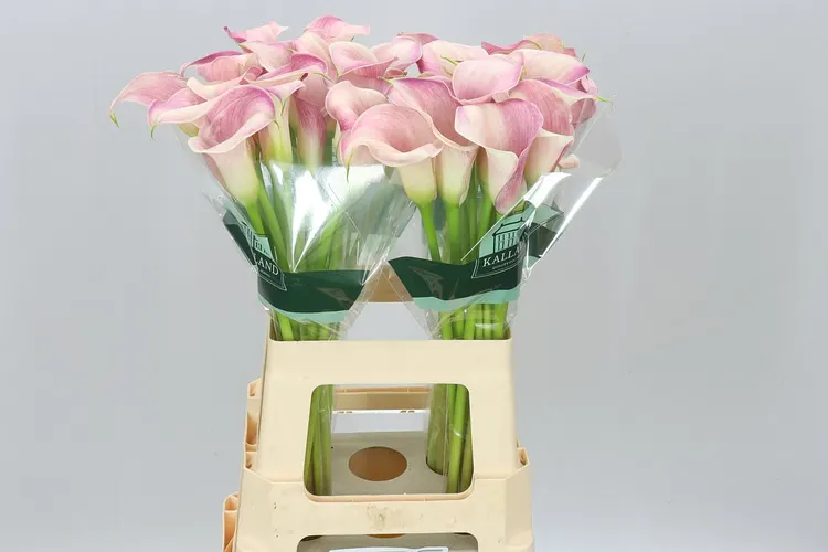 Zant Blushing Lady 65 cm